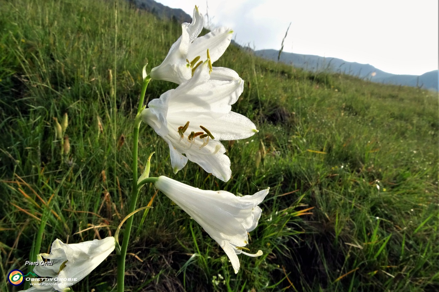 16 Giglio di monte (Paradisia liliastrum).JPG -                                